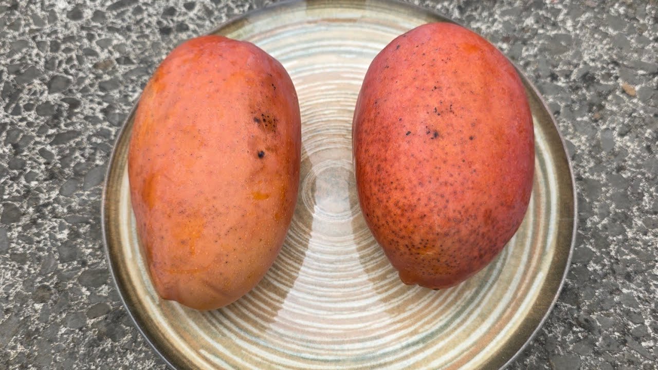 Red Emperor / King of Chakapat mango [Mangifera indica]