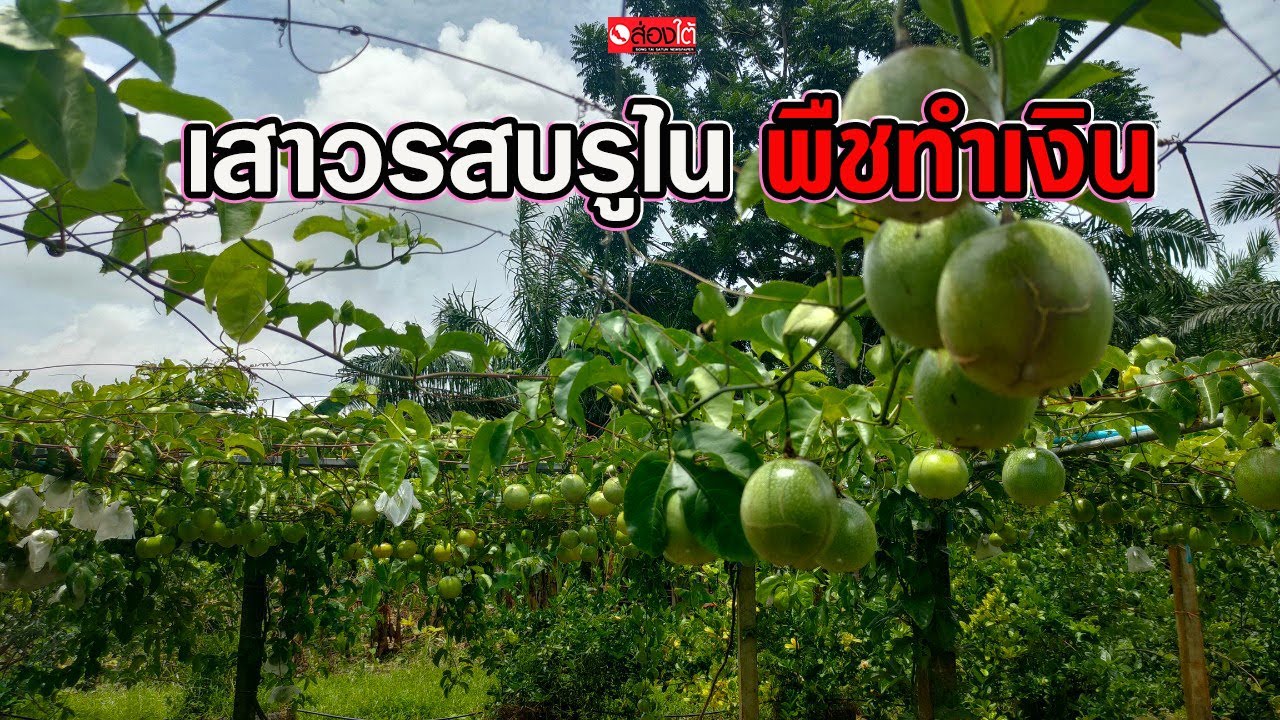 ปลูกเสาวรสบรูไน  พืชทำเงิน
