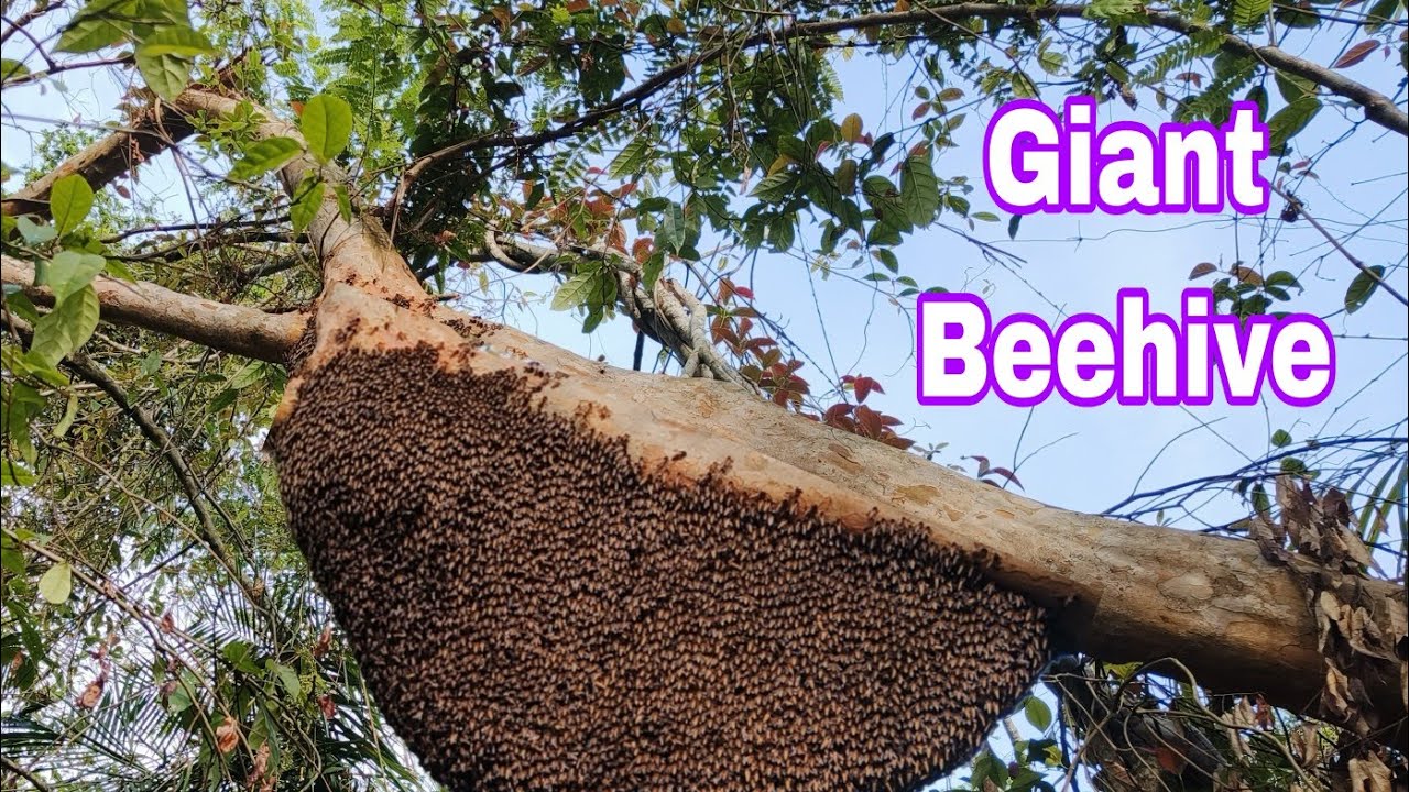 Giant Beehive in the Jungle &ndash; I Got Way Too Close