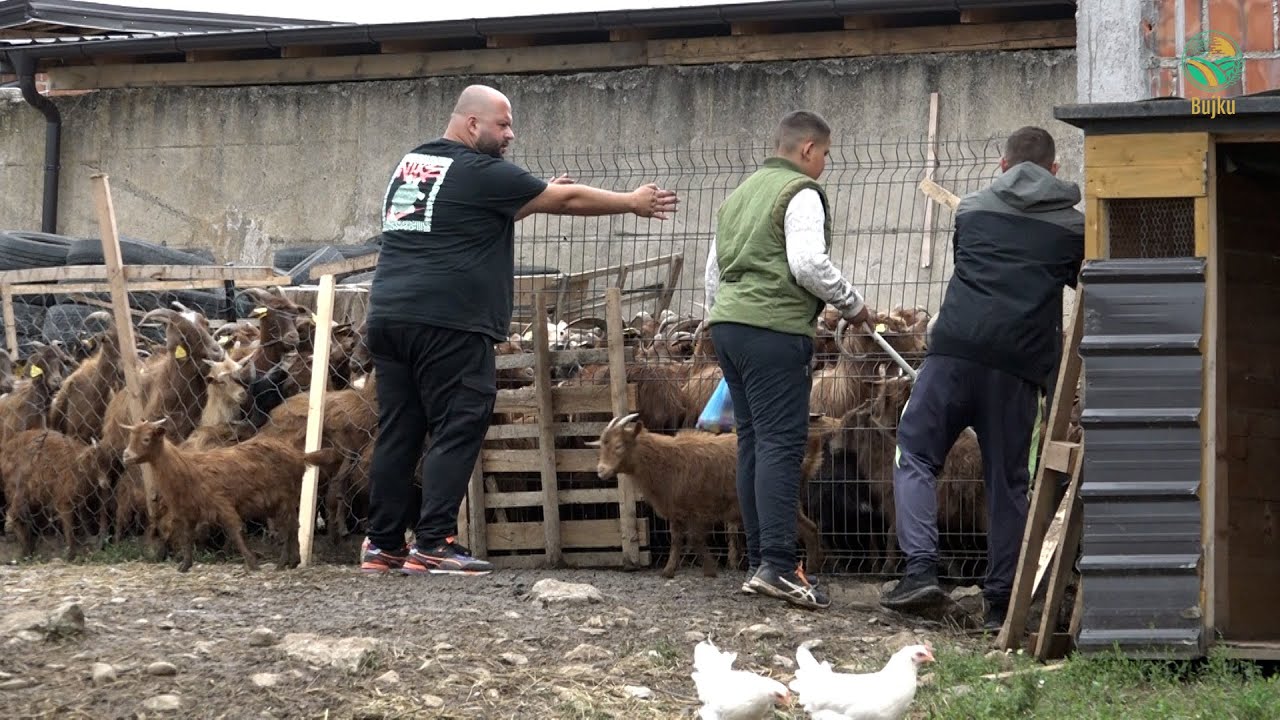 BUJKU- I riu nga Klina, investon ne fermen 