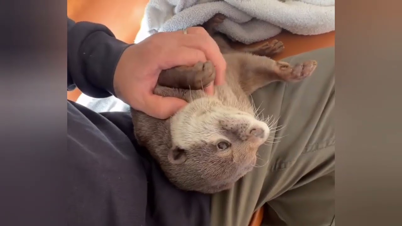 Otter Melonpan's love language? Pamper noises for daddy only🥰😁🦦💕|Cute Otter 