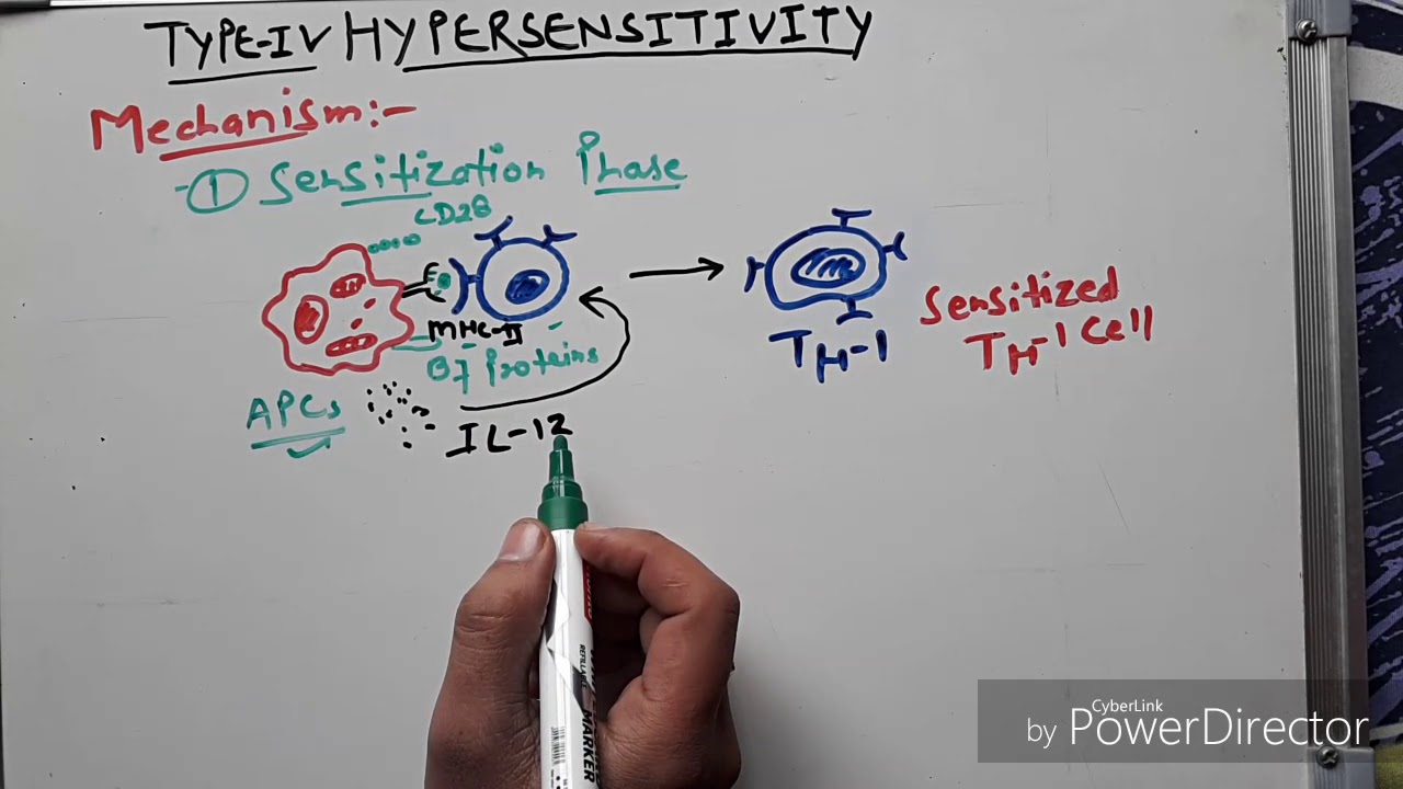 Hypersensitivity type 4  (hindi)