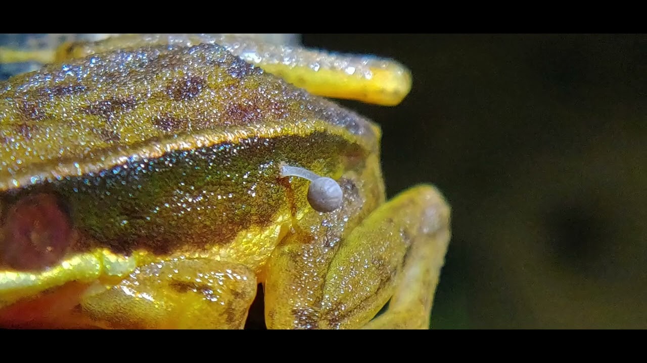 Researchers Encounter Frog With Mushroom Growing On It