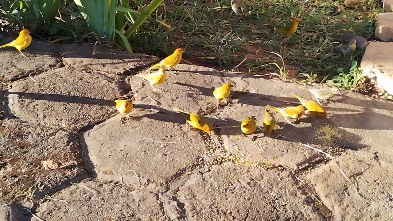 Como não se apaixonar por essa cena tão linda da natureza 😍#youtube #canários #natureza