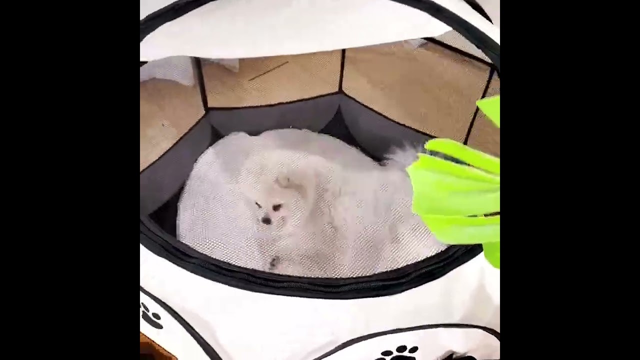 Petopvilla™ Portable Cat Dog Crate