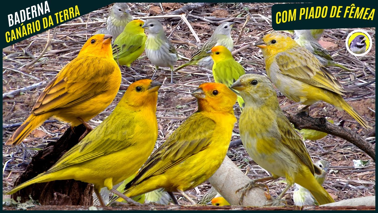 🐦 Meia Hora Melhor Baderna De Can&aacute;rio-Da-Terra Macho e F&ecirc;mea | Sons Da Natureza 🎶