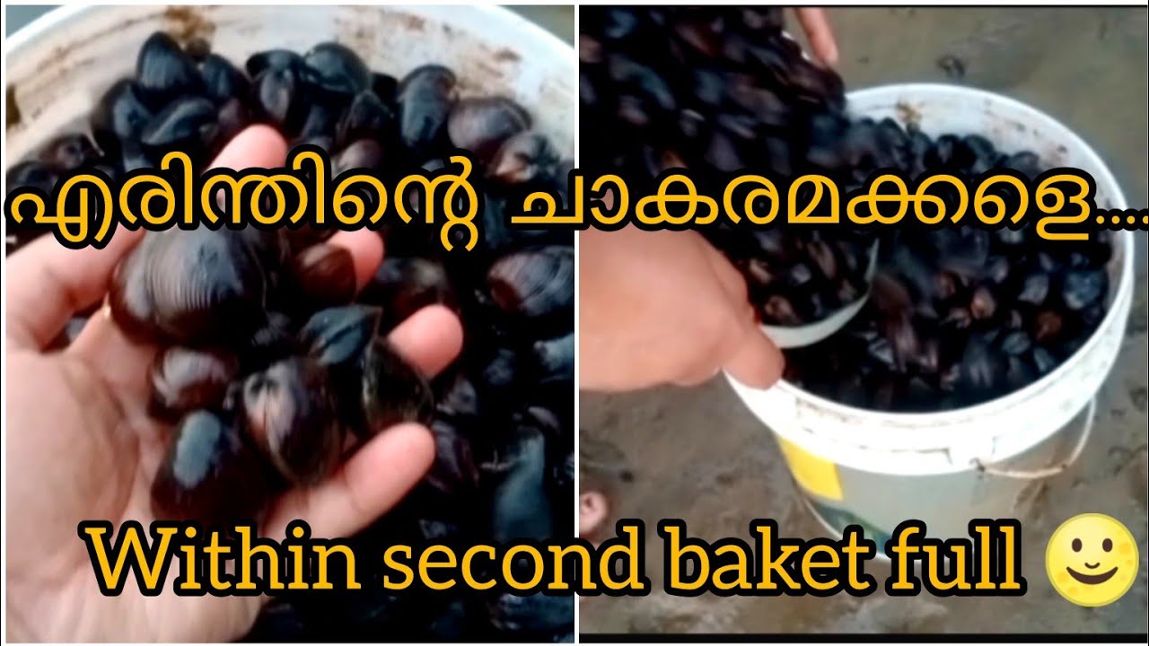 എരിന്തിൻ്റെ ചാകര സെക്കറ്റുകൾ കൊണ്ട് ബക്കറ്റ് ഫുൾ .....