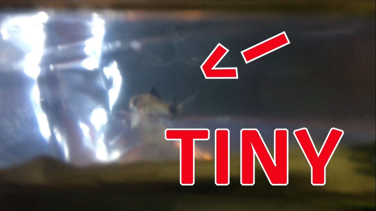 Smallest Cory Catfish Ever! -New Panda Cory