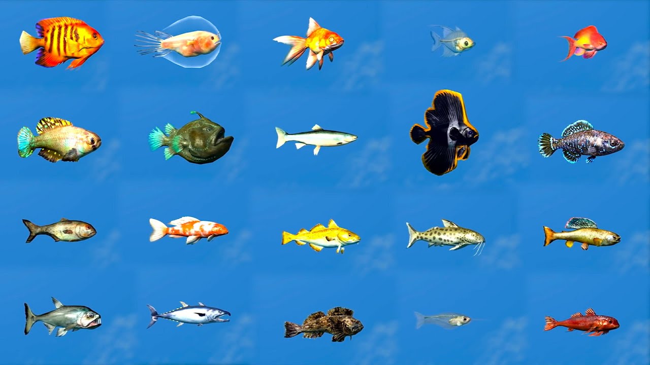 Easily Catch All 21 New Fish IN MINUTES - Skyrim Anniversary Edition Guide