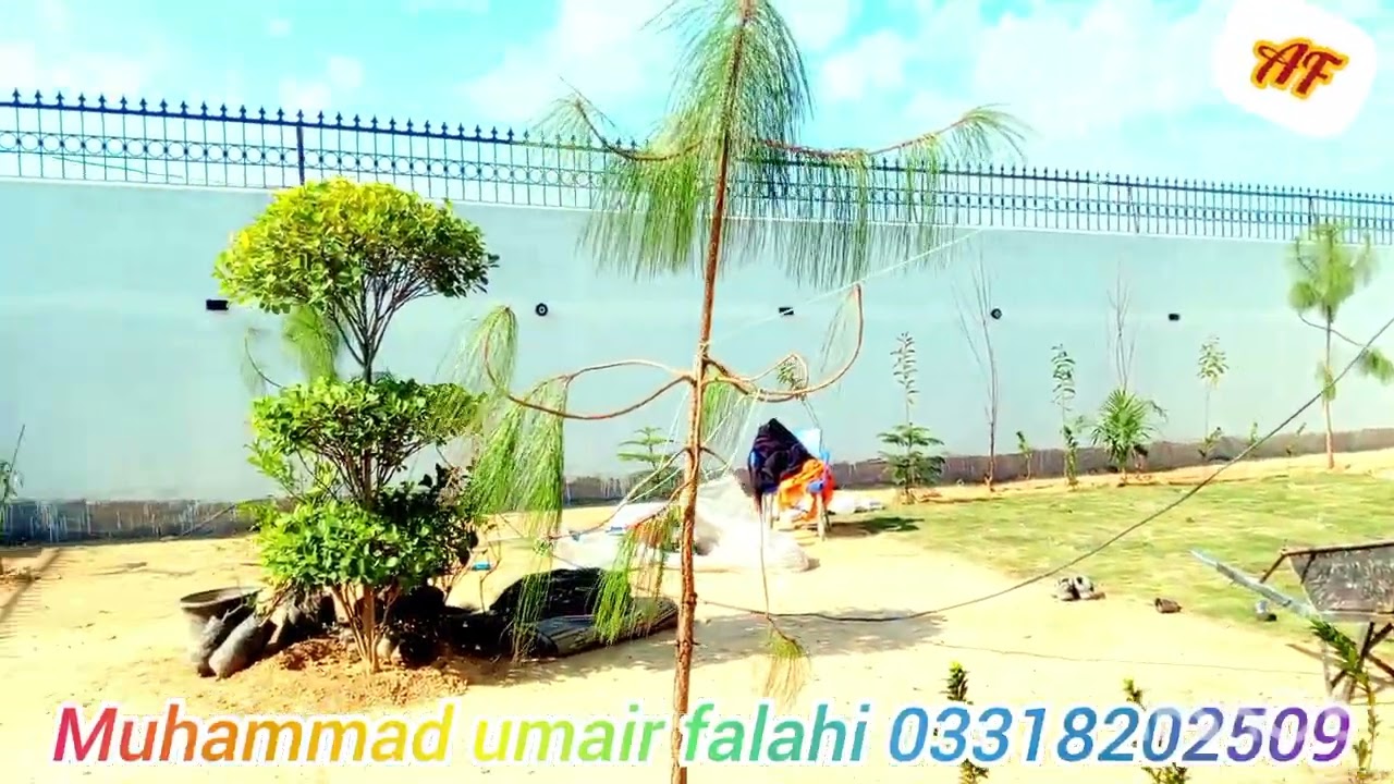 Full diwal piping
