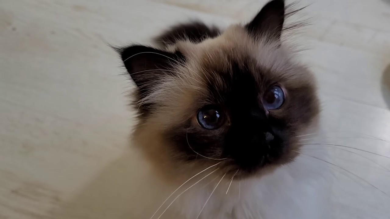 Meow Me A River