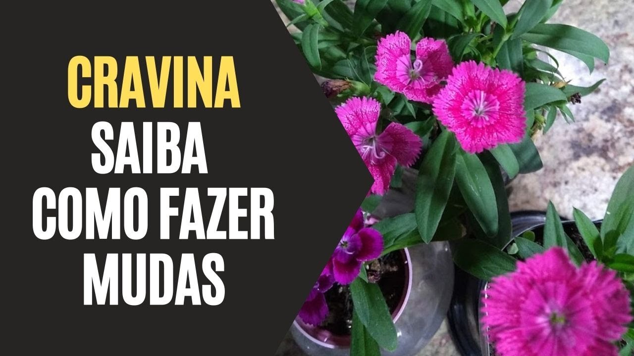 Cravina: Saiba Como Fazer Mudas