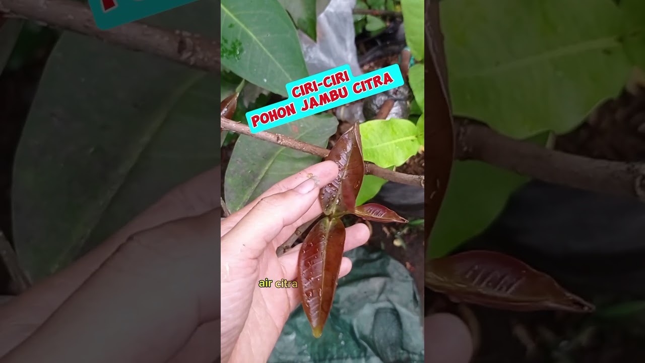 Characteristics of the Citra water apple tree - Momomio Garden 1/11/24 #fruit #plants #water appl...