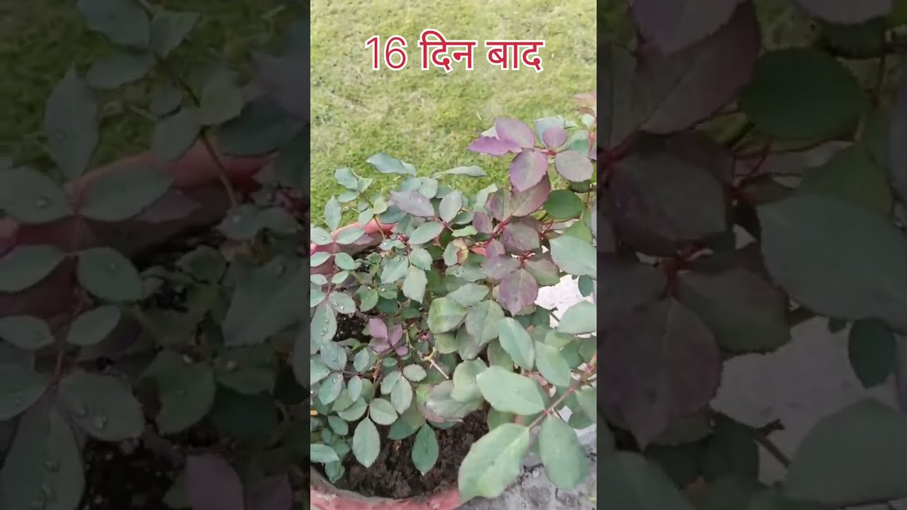 गुलाब को खराब होने से कैसे बचाएं #flowers #plants #nature #nature #trending #viral 