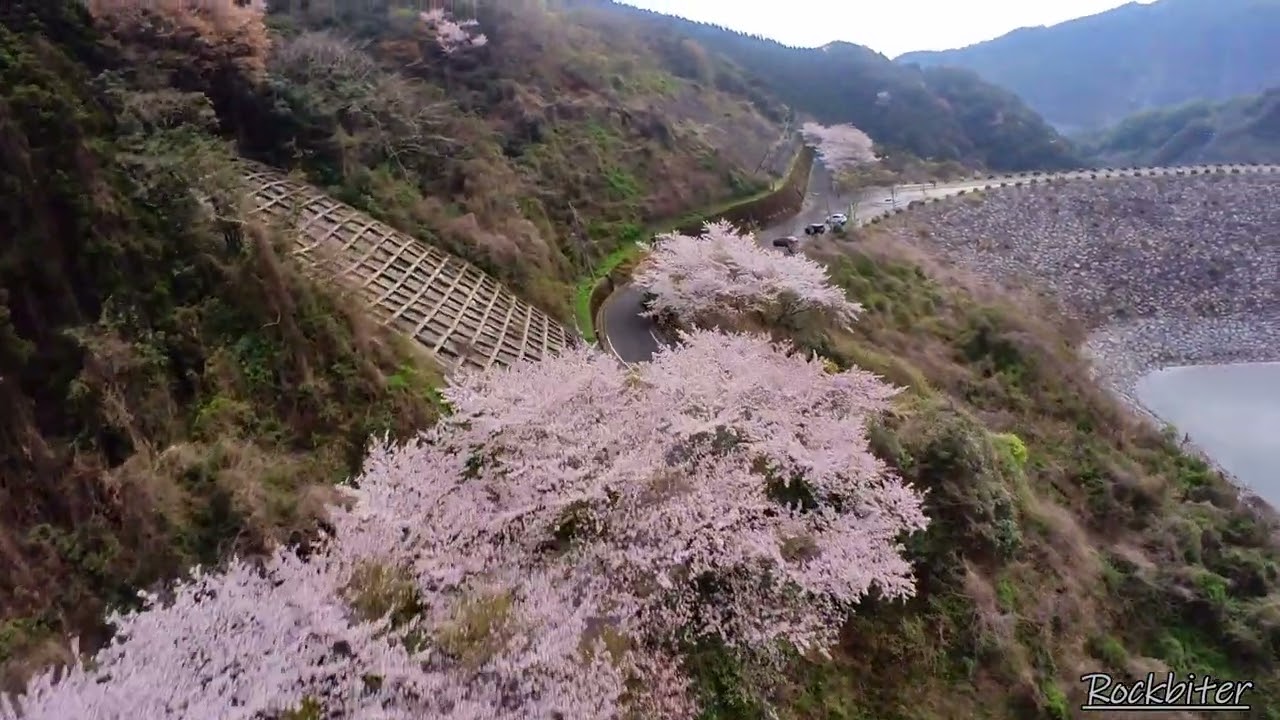 U99 - 米泉湖でちょっとだけ花見