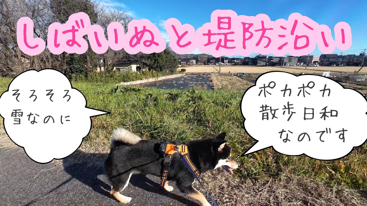 しばいぬと堤防沿い#柴犬 #黒柴 #shibainu 