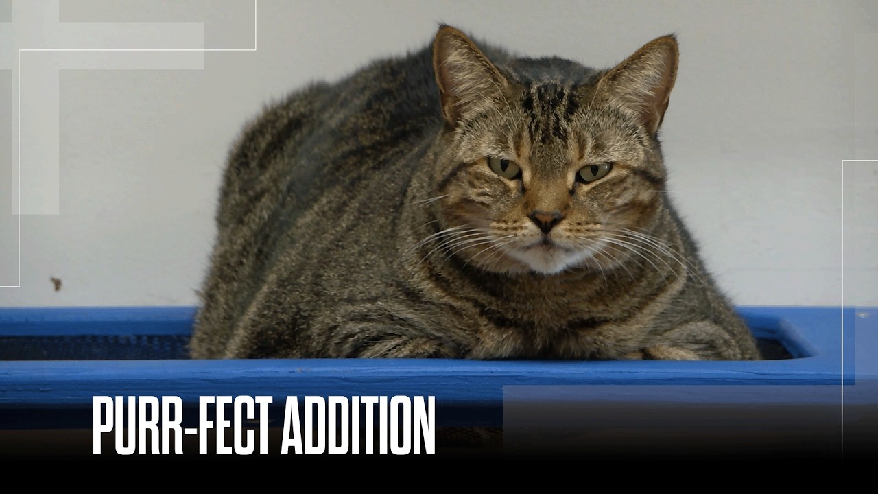 Outdoor ‘catios’ becoming more popular nationwide as pet spending increases