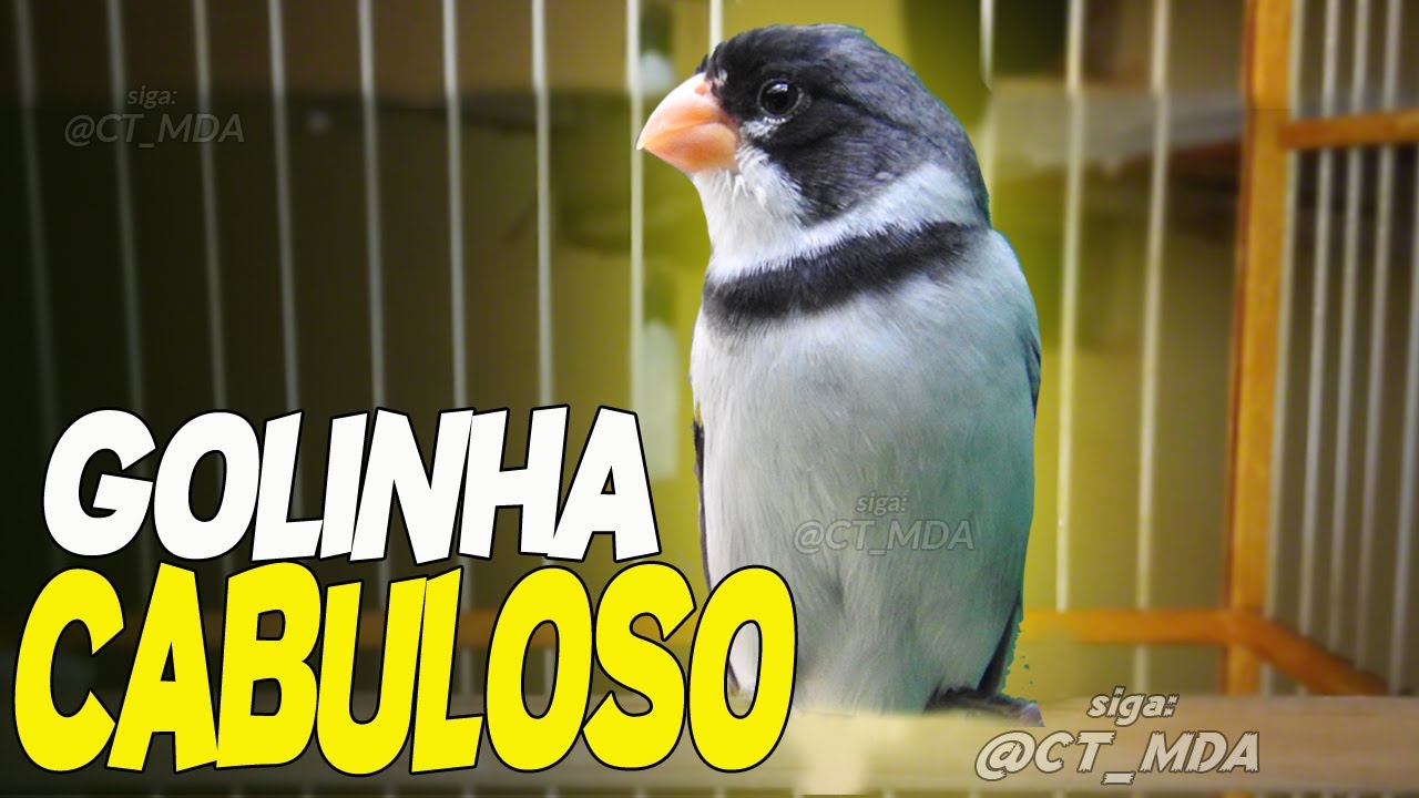 Golinha Cabuloso Com Muita Fibra Cantando !!! 09/18