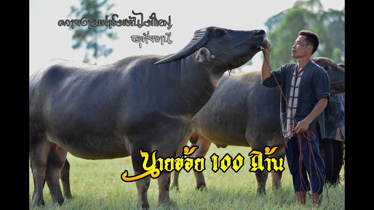 EP.52 ควายงามฟาร์มต้นไม้ใหญ่ เมืองอุทัยธานี โทร 098-165-7889   พี่สยาม