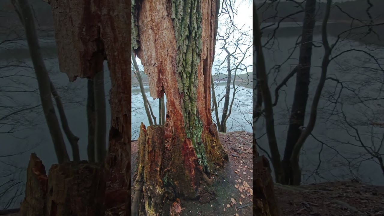 Hohle Eiche fast nicht m&ouml;glich