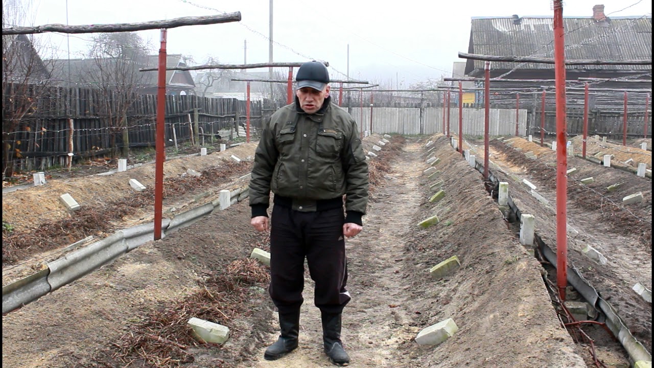 Основные ошибки, при формировании виноградника .