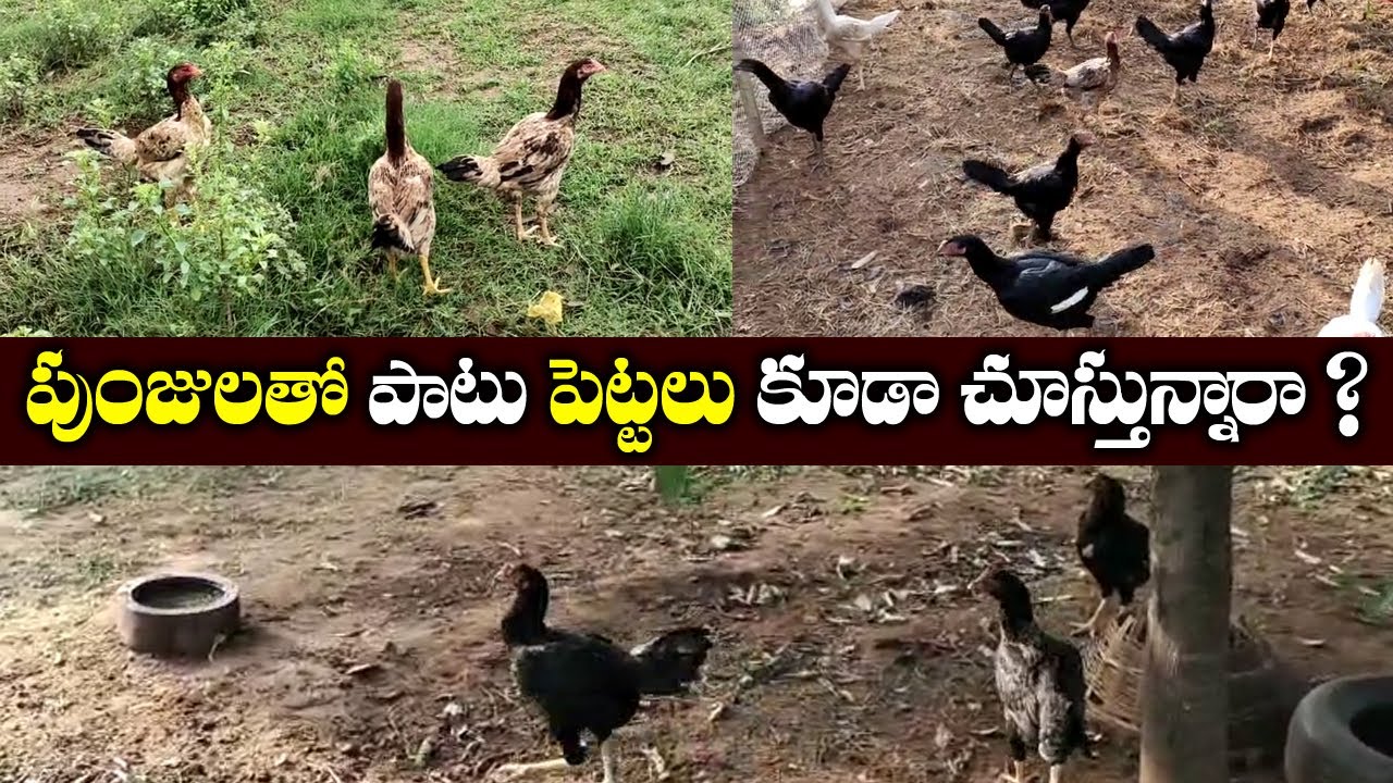 Best Farm In Hyderabad Roosters For Sale At Low Cost