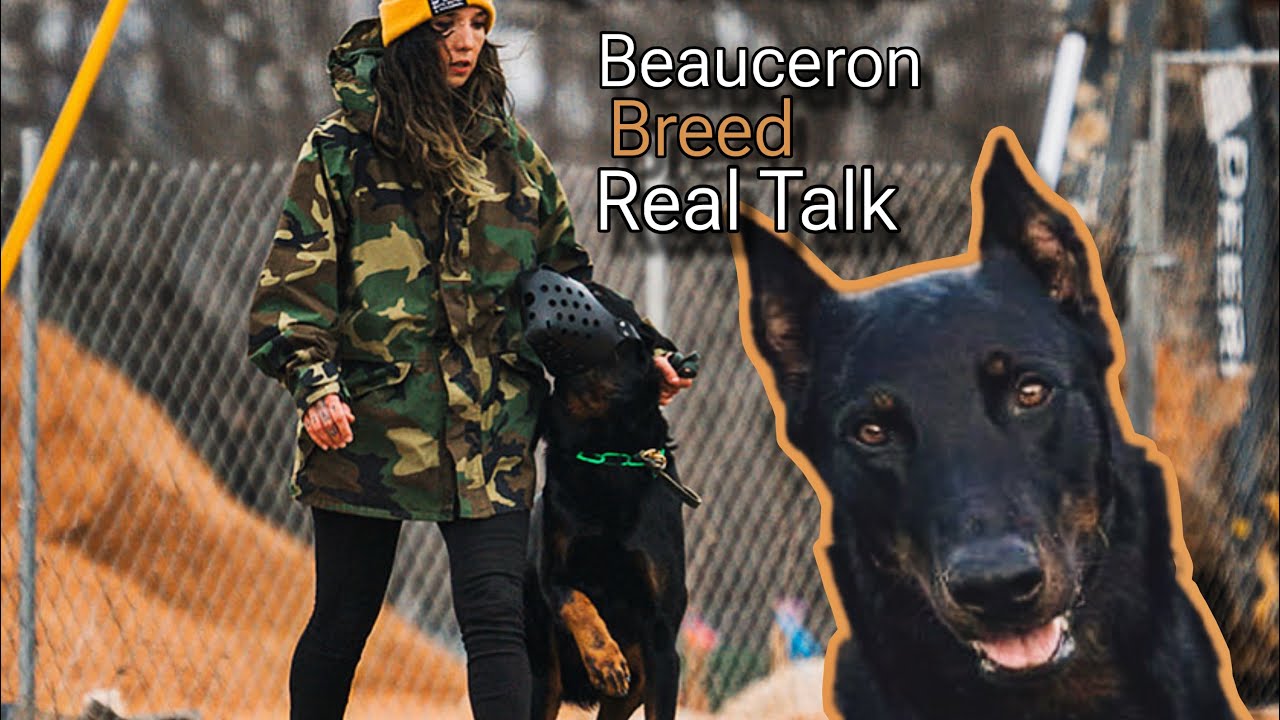 Beauceron Breed Info