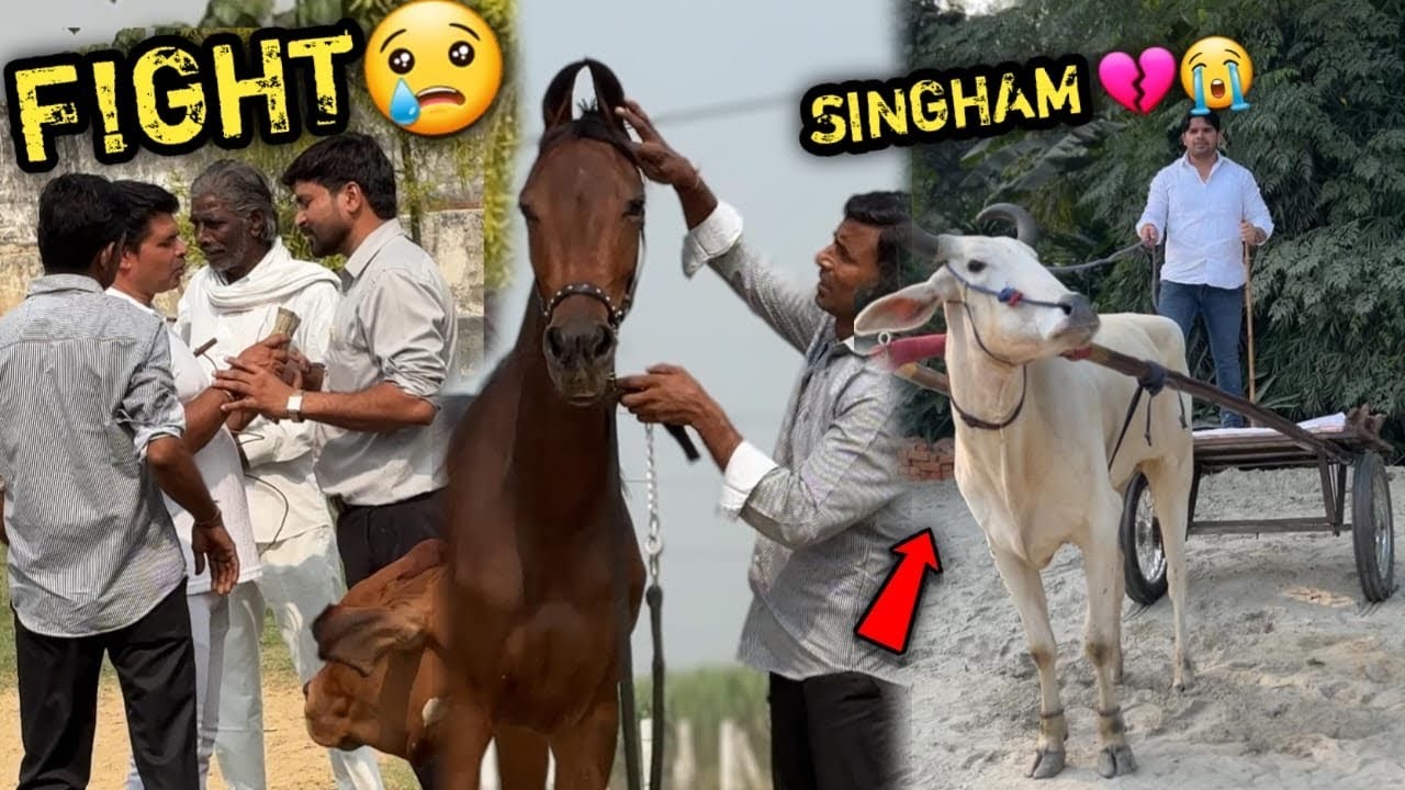 FIGHT!NG FOR NEW FILLY 2,00,000₹🥺Socha Nahi Tha Is New Filly Ke Lada! Ho Jayegi🔥Singham Nhi Aayega💔