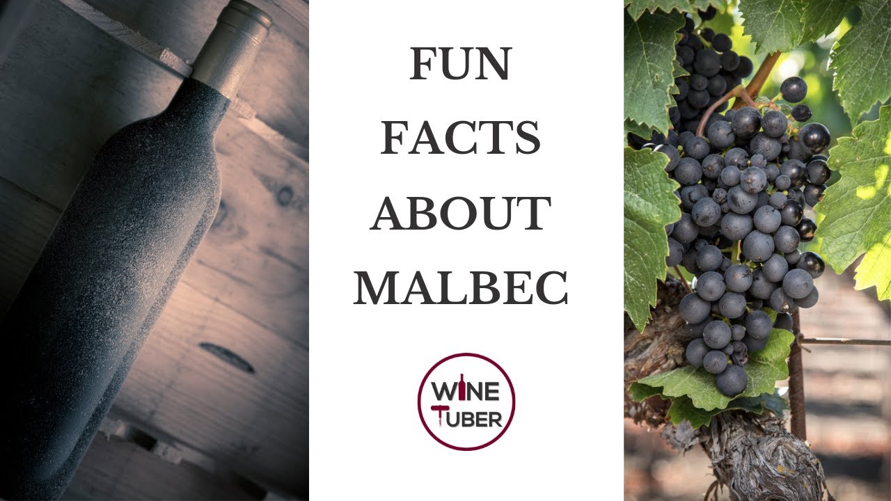 Fun facts about Malbec. French vs. Argentinian Malbec | @WineTuber