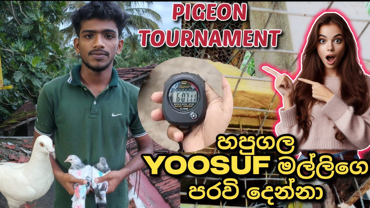 ✨🕊️🥰TOURNAMENT එළවපු YOOSUF මල්ලිගෙ පරවි දෙන්නා...😀❤️‍🩹🕊️💥#impaspigeonvlogs #pigeon #පරවි #petsvlogs