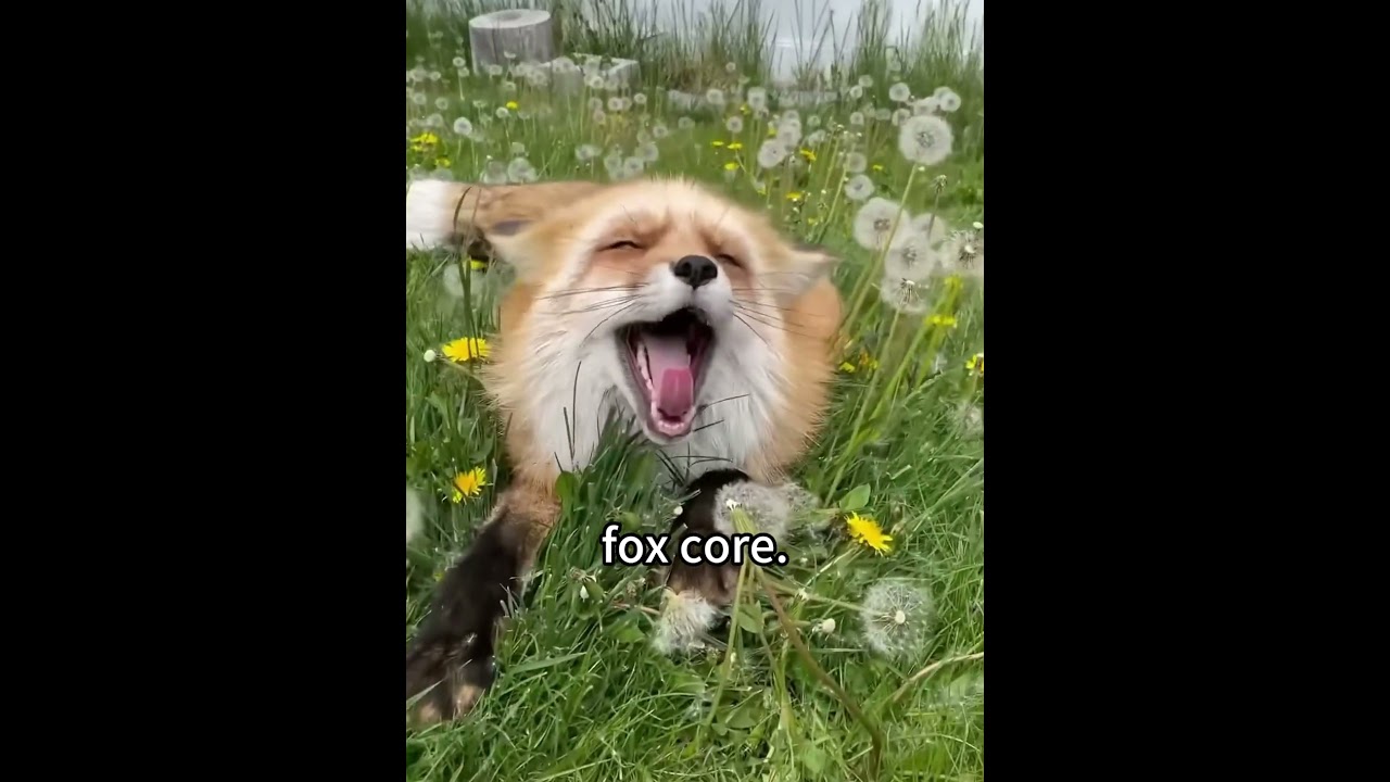 Fox core.#fox