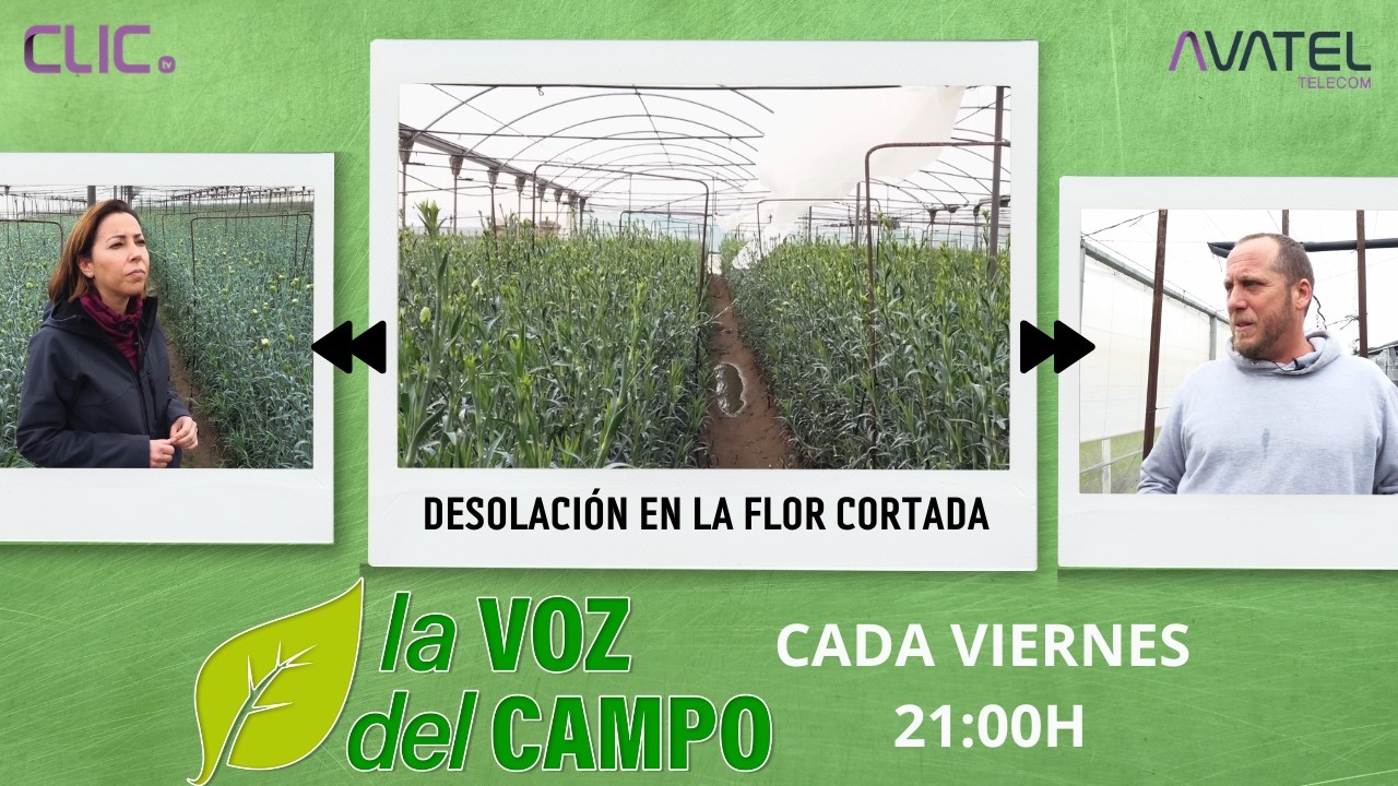 DESOLACIÓN EN LA FLOR CORTADA - LA VOZ DEL CAMPO