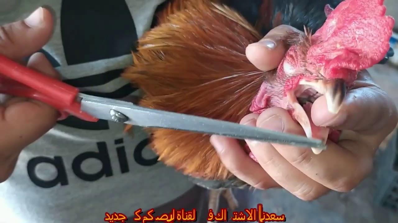 افضل قص للمنقار وافضل وقت للقص
