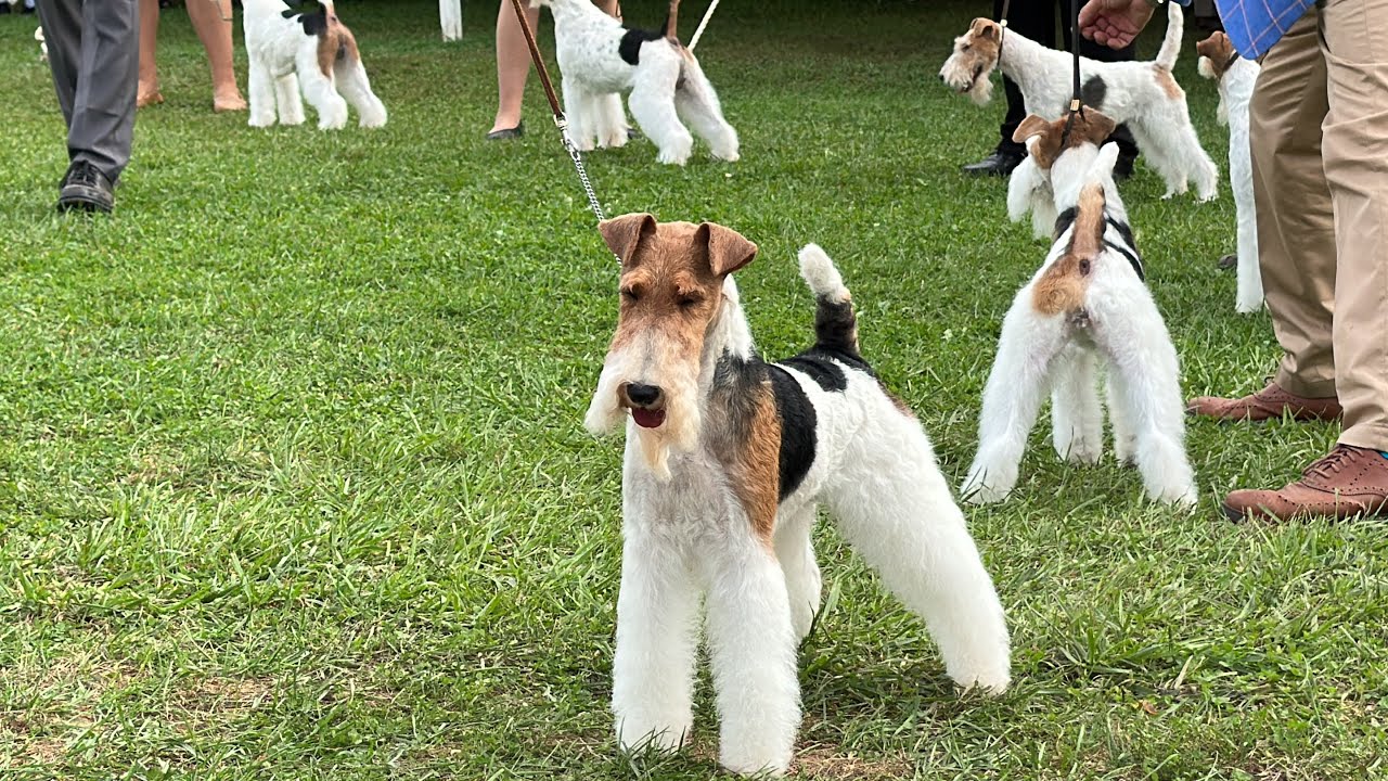 Devon Kennel Club Best of Breed Competition Wire Fox Terriers