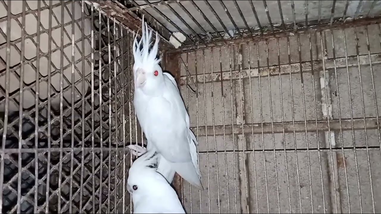 Cockatiel Breeding Result