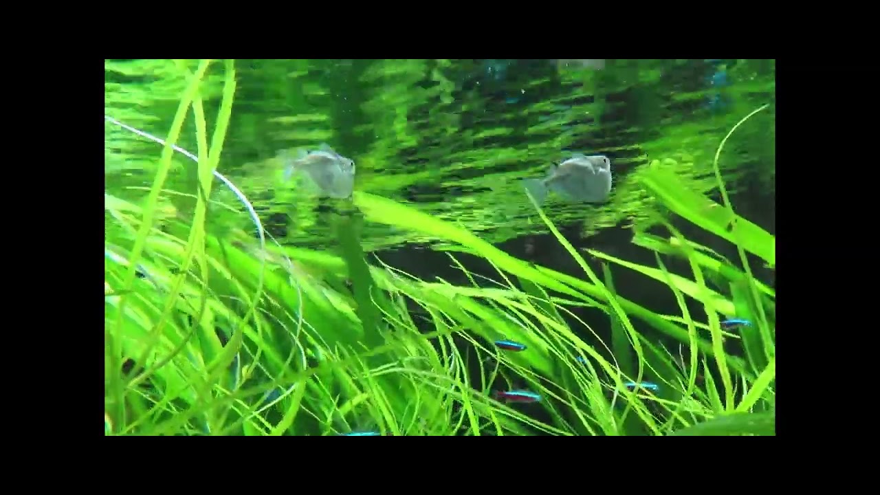 Silver hatchetfish behaviour and space use