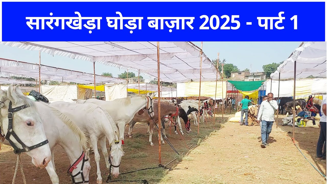 घोड़ों की भीड़ में छुपा ख़ज़ाना— आपके होश उड़ जाएँगे!बिकाऊ घोड़े- Sarangkheda Horse Market Mela 2025 