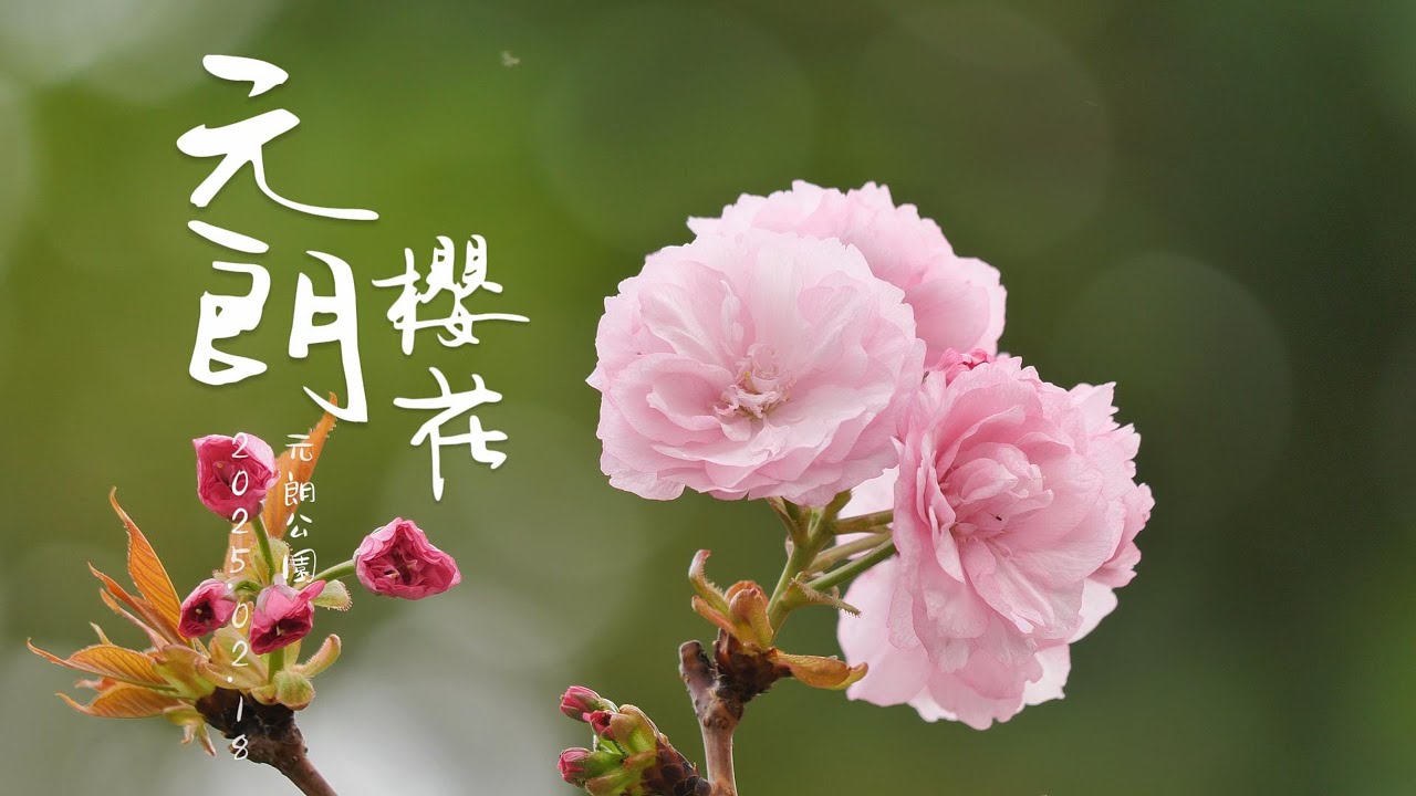 元朗櫻花  元朗公園 重瓣八重櫻 台灣山櫻 4K