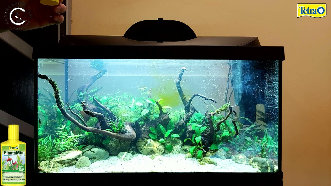 Update 3 saptamani acvariu Tetra Starterline 105L - Un colt de natura