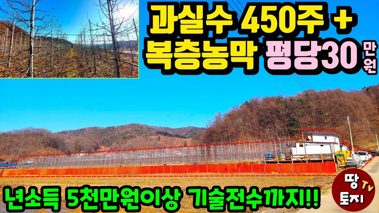년소득 5천만원 이상 얻을 수 있는 양평땅을 평당30만원에 매수할 수 있는 절호의 기회! 과실수450주 전기 수도 화장실 난방시설 갖춘 복층형 농막 다 포함! 싼땅 #양평농막토지