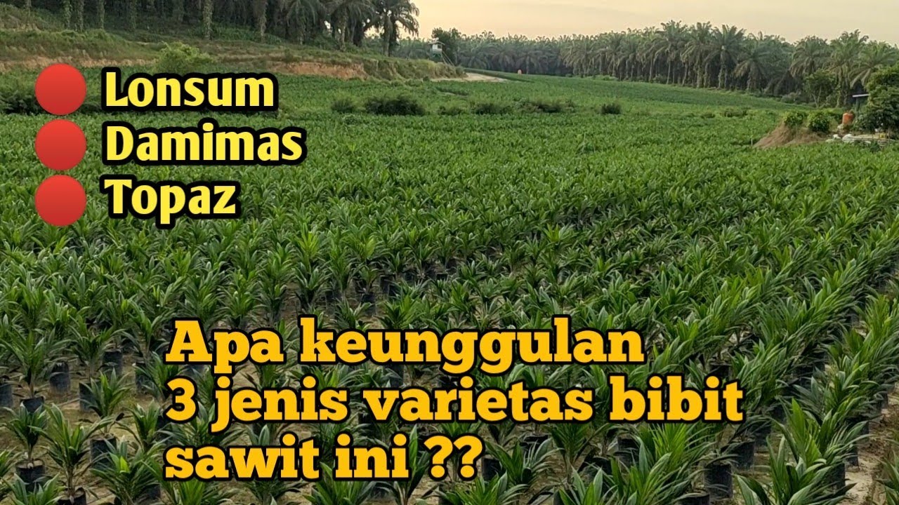 3 jenis bibit Sawit unggul ada disini || Pembibitan Sawit