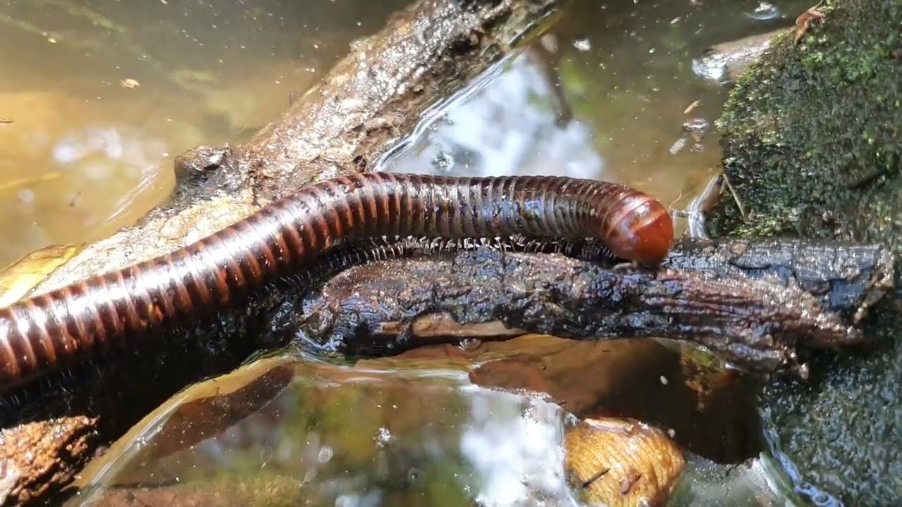 How Millipedes Survive the Wild 