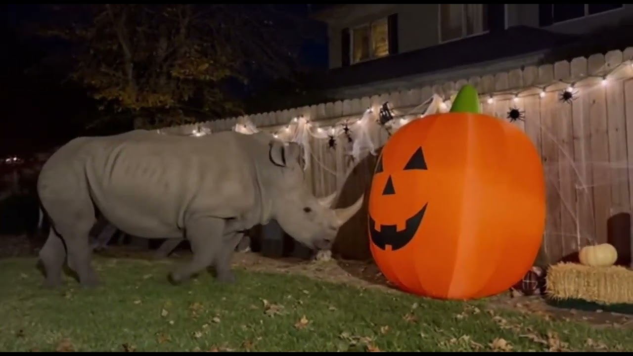 🎃Камера видеонаблюдения сняла: животные пугаются хэллоуинских декораций. Часть 4.