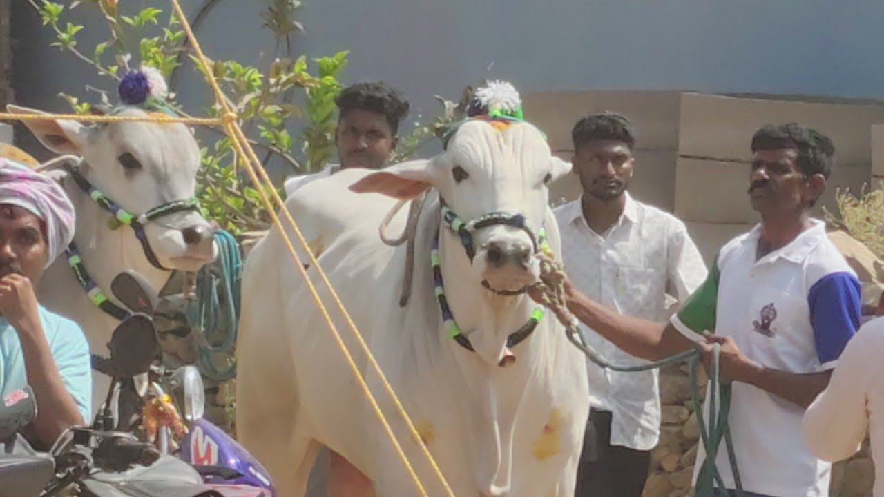 ముళ్లపాడు గ్రామం రెండు పళ్ళు విభాగం 11వ జత