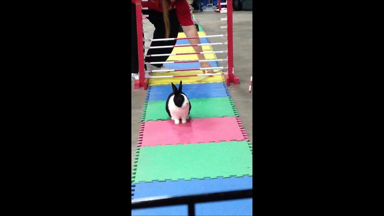 Popcorn High Jump @Red Deer. Canadian Rabbit Hopping Club