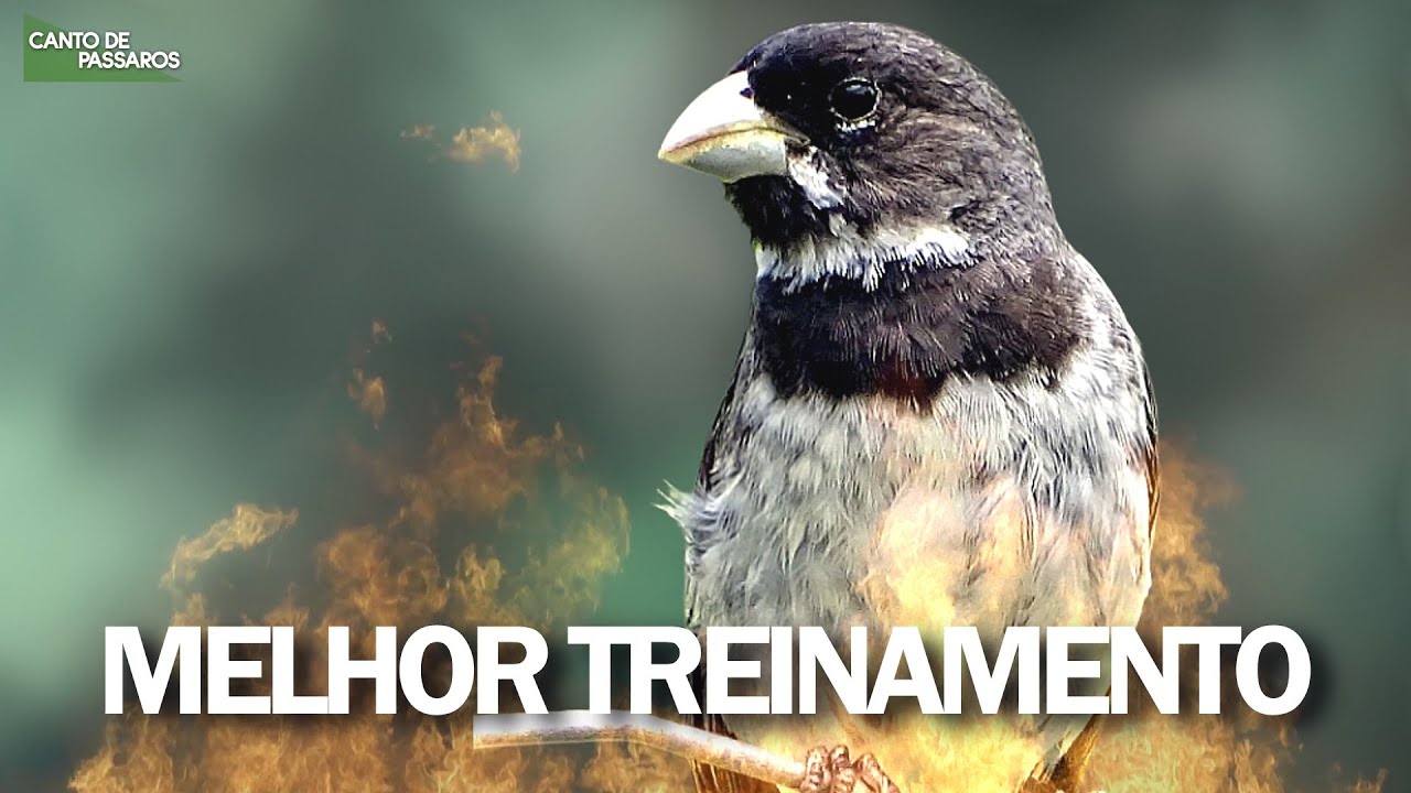 MELHOR TREINAMENTO PARA COLEIRO TUI TUI !