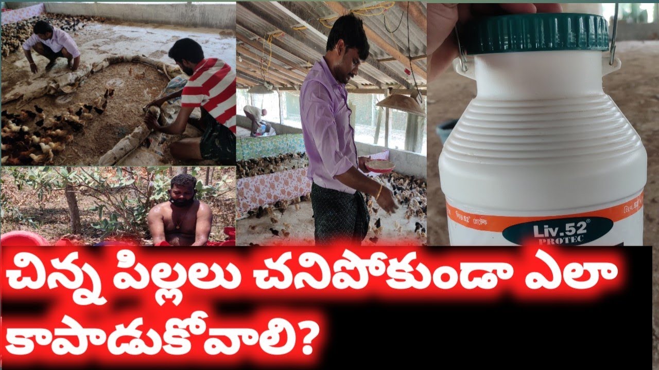 Aseel cross brooding process|| బ్రూడింగ్ చేసే పద్దతి.