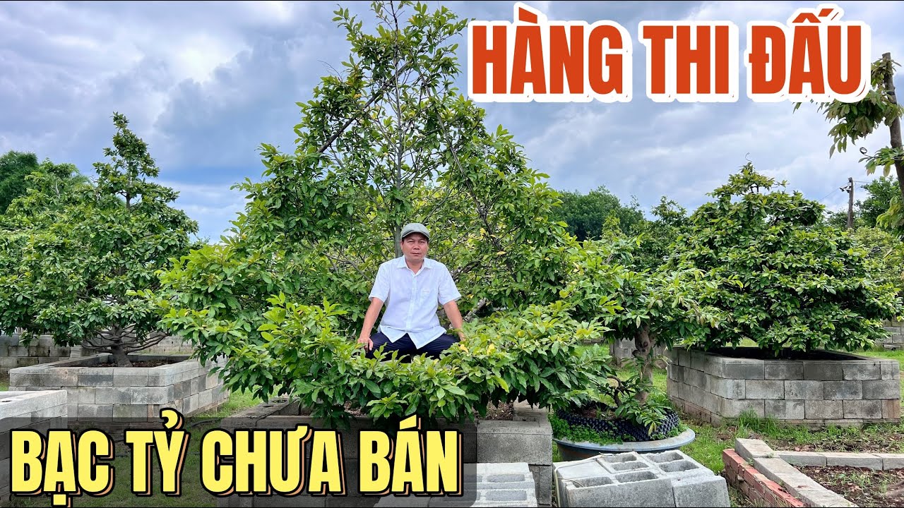 0974364567 Tham quan vườn mai bạc tỷ báo giá trăm gốc mai tàng khủng hàng thi đấu độc lạ Bình Phước