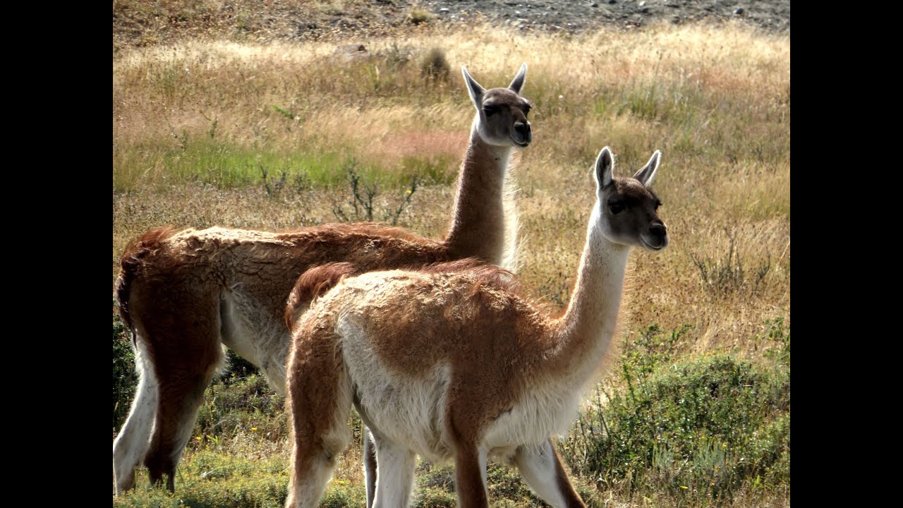 Patagonia, Chile and Argentina with Gate 1