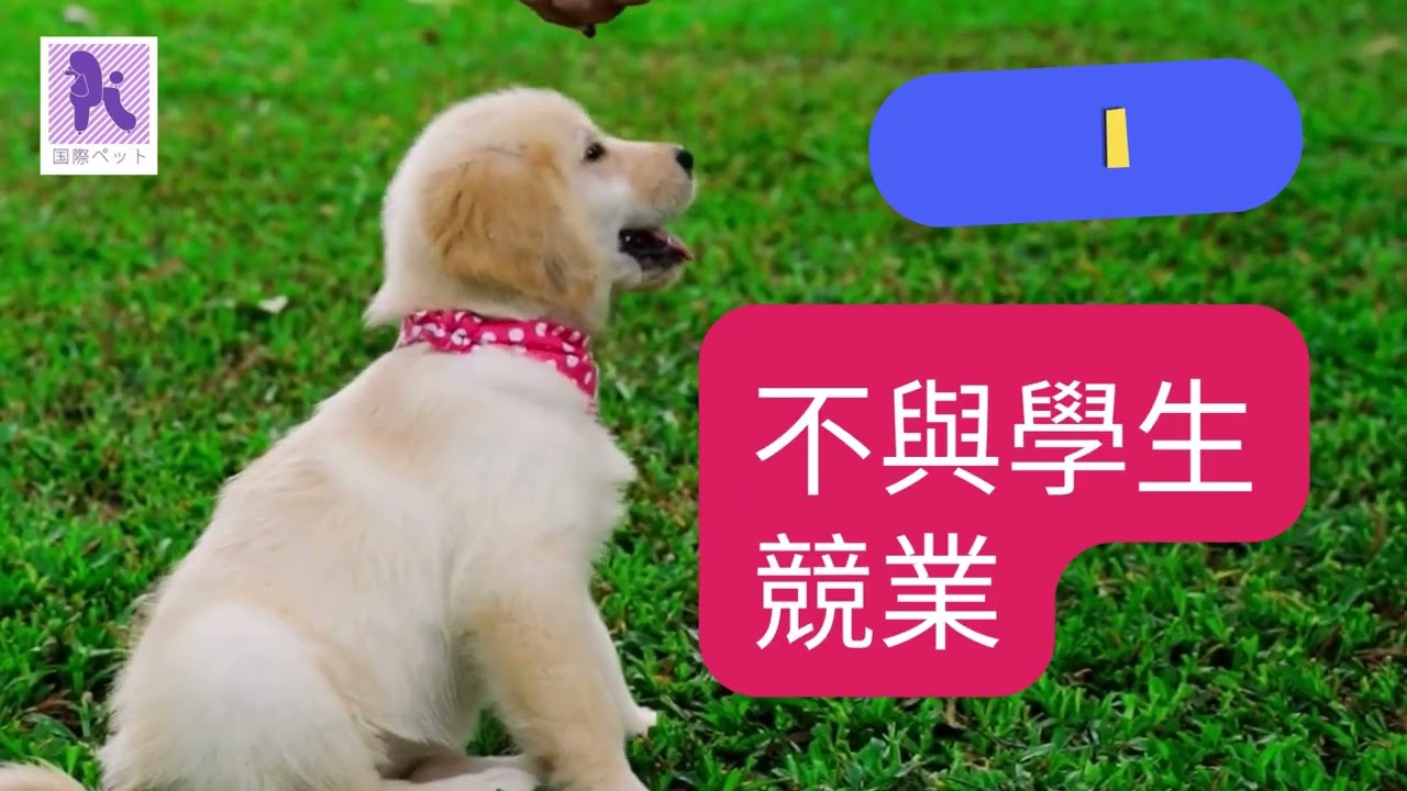 關於我們｜國際專業寵物美容學院（IPGA）